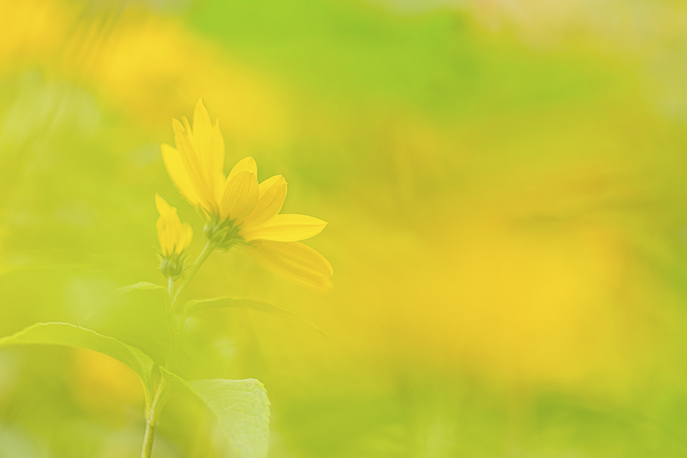 Platz 9 Conny Kleiner